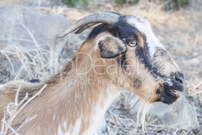 Goat staring straight ahead