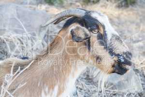 Goat staring straight ahead