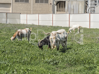 Goats grazing in a meadow