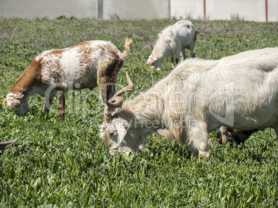 Goats grazing in a meadow