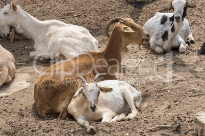 Goats lying resting