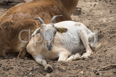Goats lying resting
