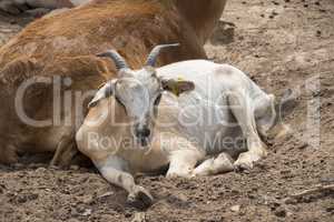 Goats lying resting