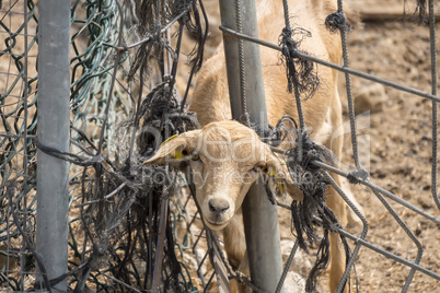 Lamb looking through a fence