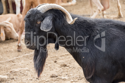 Black male goat