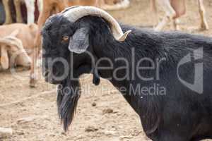 Black male goat