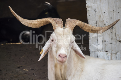White male goat in the farm