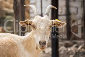 Brown goat in the farm