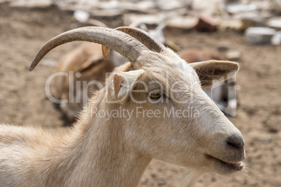 Brown goat in the farm