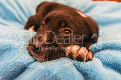 Labrador retriever puppy