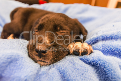 Labrador retriever puppy