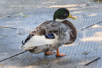 Mallard, Wilkd duck,in a park. Anade Real o azulón.