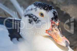 Wild white duck in the middle of nature