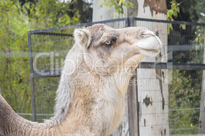 Camel head closeup portrait