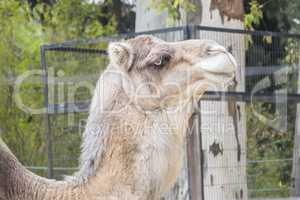 Camel head closeup portrait