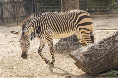 Equus quagga, Plains zebra