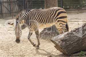 Equus quagga, Plains zebra