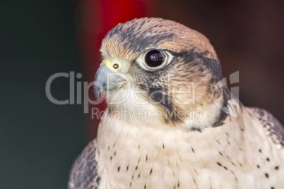 Falco tinnunculus head