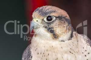 Falco tinnunculus head