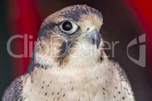 Falco tinnunculus head