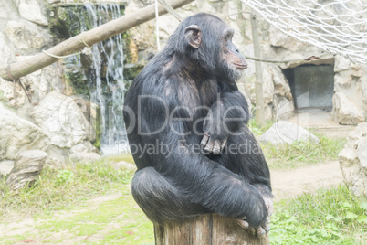 Chimpanzee, Pan troglodytes, Pan paniscus