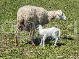 Newborn lamb with his mother in a meadow