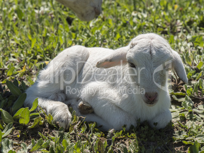 Newborn lamb in a meadow