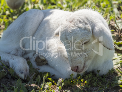 Newborn lamb in a meadow