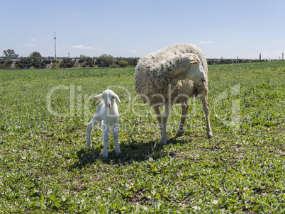 Newborn lamb with his mother in a meadow