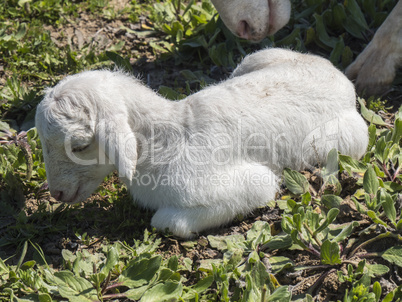 Newborn lamb in a meadow