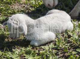 Newborn lamb in a meadow