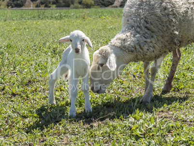 Newborn lamb with his mother in a meadow