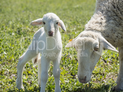 Newborn lamb with his mother in a meadow