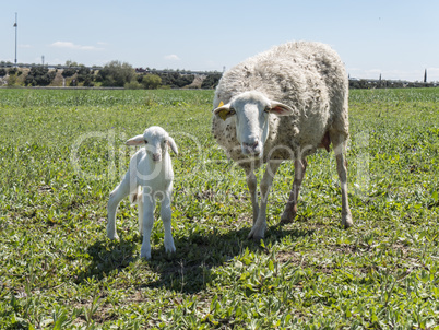 Newborn lamb with his mother in a meadow