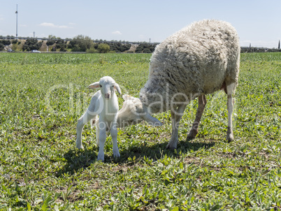 Newborn lamb with his mother in a meadow