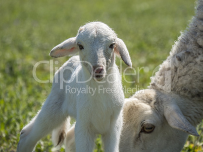 Newborn lamb with his mother in a meadow