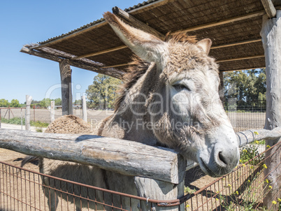 Donkey on a farm