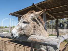 Donkey on a farm