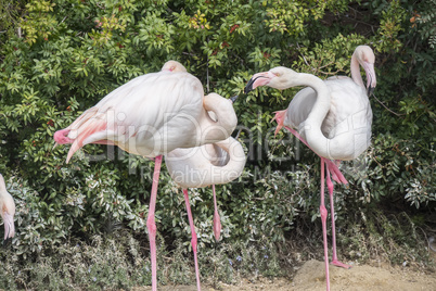 Flamingos resting on the shore of a pond