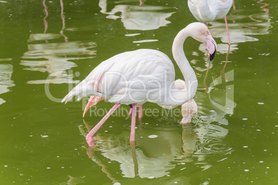 Flamingos resting on the shore of a pond