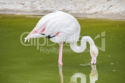 Flamingos resting on the shore of a pond