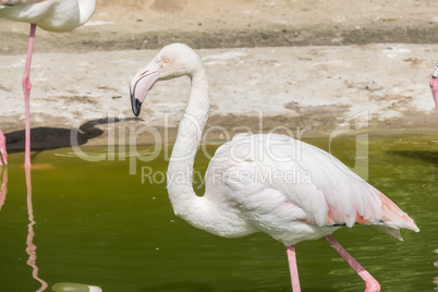 Flamingos resting on the shore of a pond