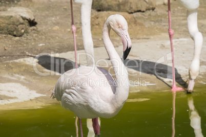 Flamingos resting on the shore of a pond