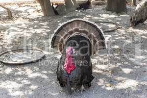 Wild turkey (Meleagris gallopavo)