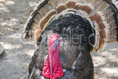 Wild turkey (Meleagris gallopavo)