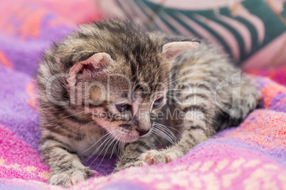 Adorable and sleepy tabby kitten