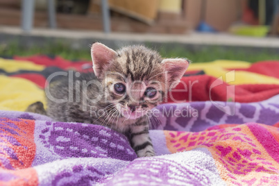 Adorable and sleepy tabby kitten