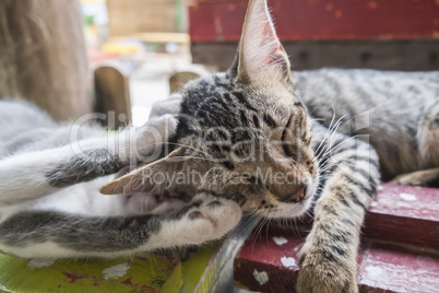 Kittens sleeping sweetly