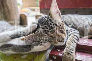 Kittens sleeping sweetly