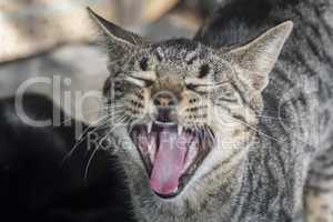Cat meowing, mouth open